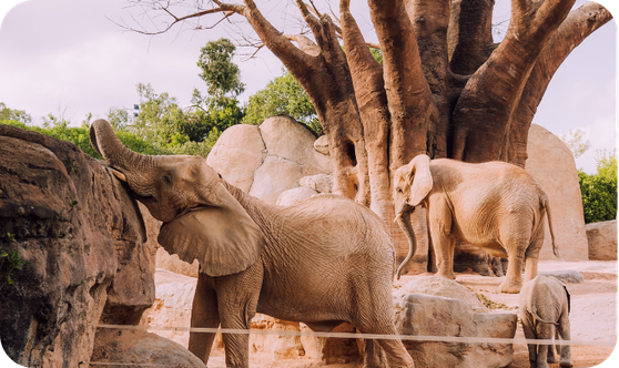 Guided tour of the Valencia Zoo